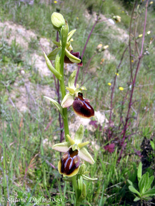 Ophrys herae